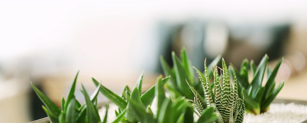 Plantes et tisanes utilisées en naturopathie, à choisir avec précaution à la ménopause